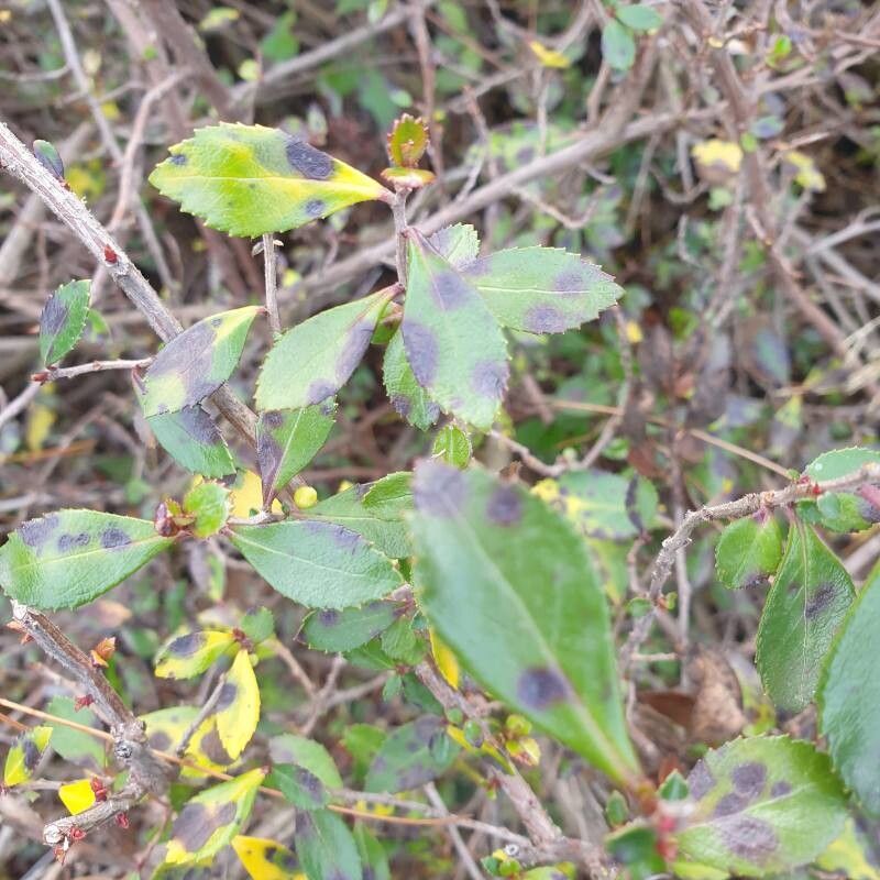 Escallonia rubra (redclaws) (alternate view 14)