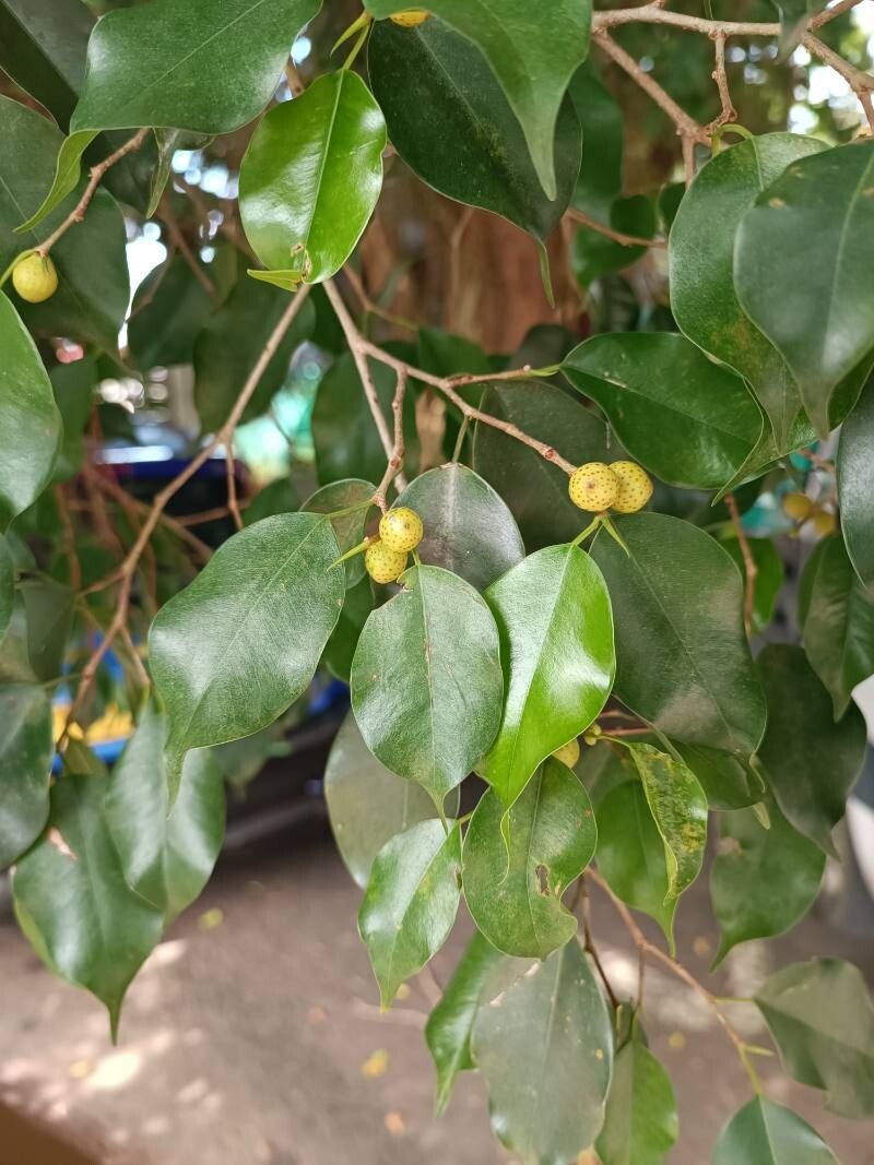 Ficus benjamina (Ficus Benjamina)