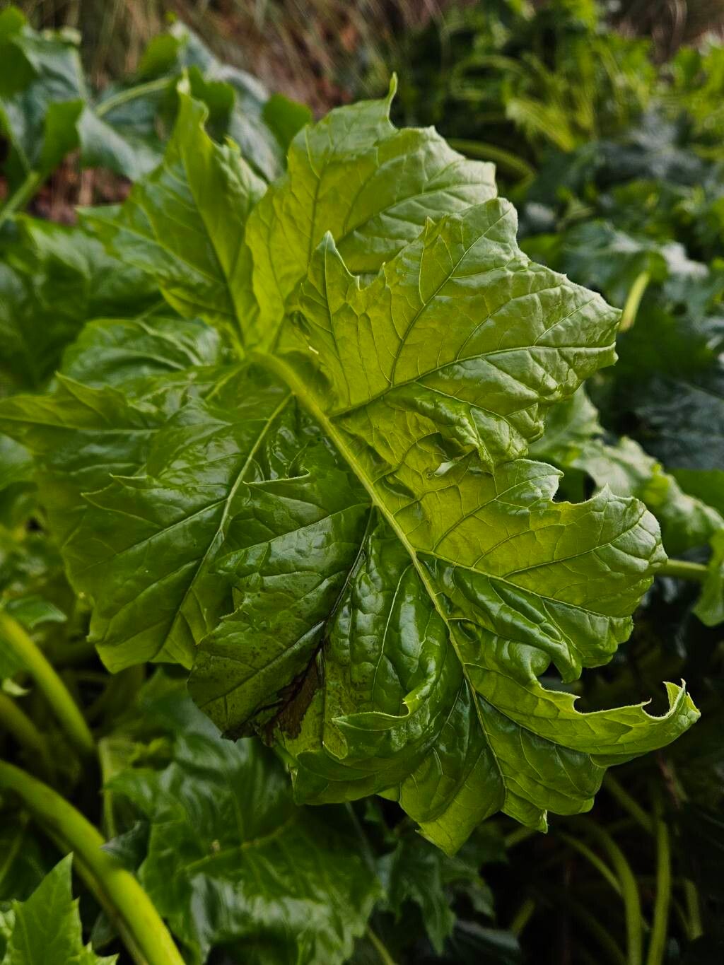 Acanthus spinosus (Spiny Bear's Breeches) (alternate view 11)