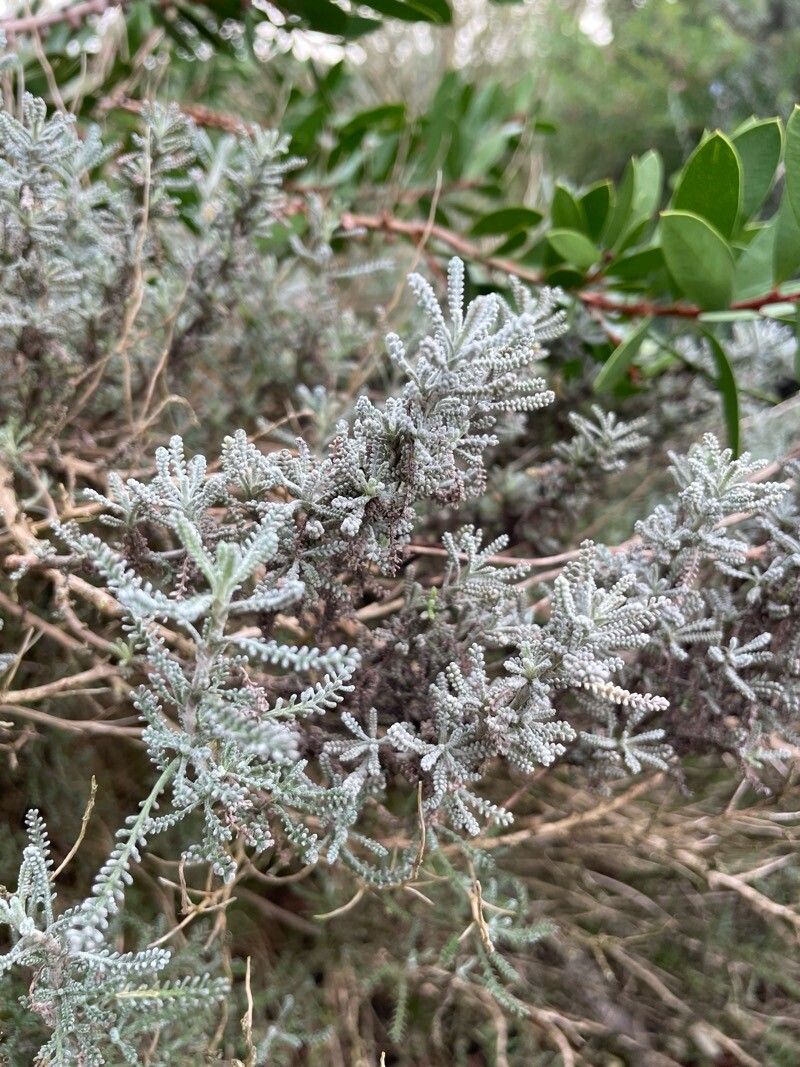 Santolina (Lavender-cottons)