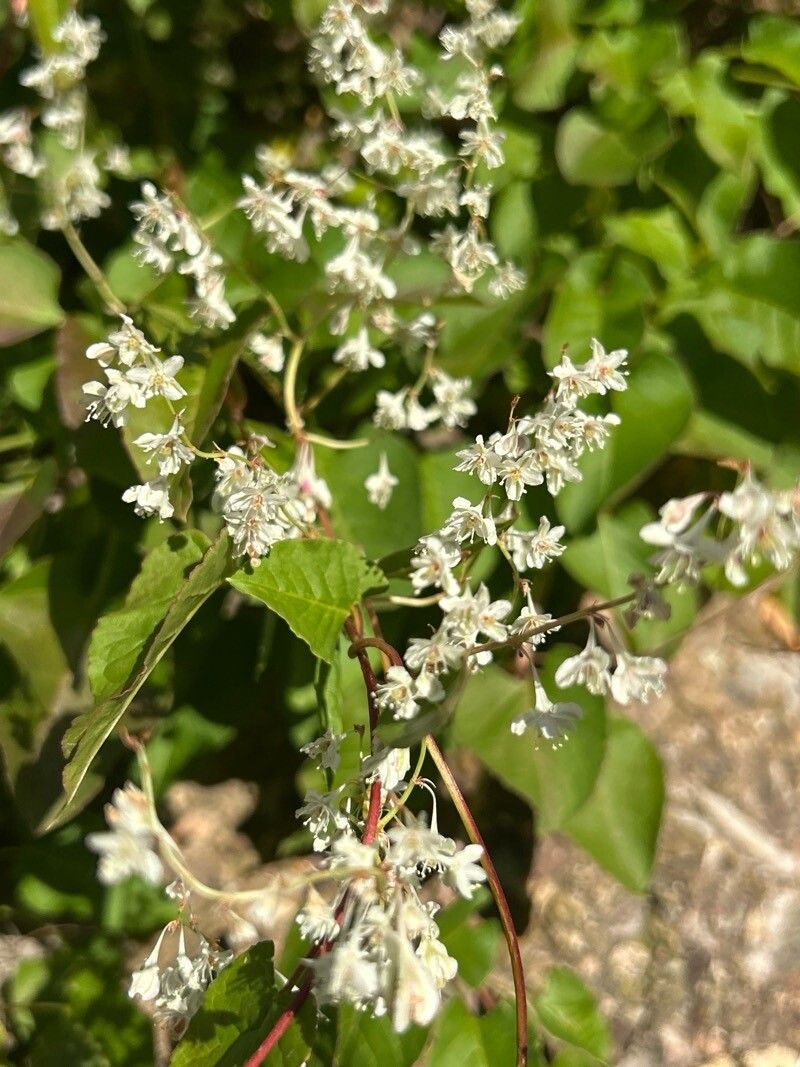 Fallopia baldschuanica (Bukhara Fleeceflower) (alternate view 13)