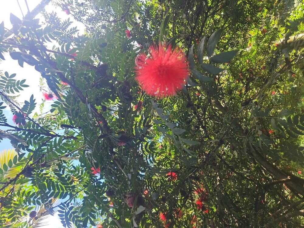 Calliandra haematocephala (Pink Powder Puff) (alternate view 11)