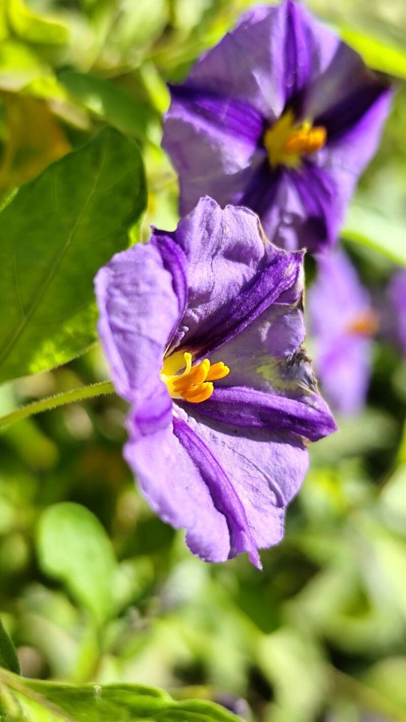 Lycianthes