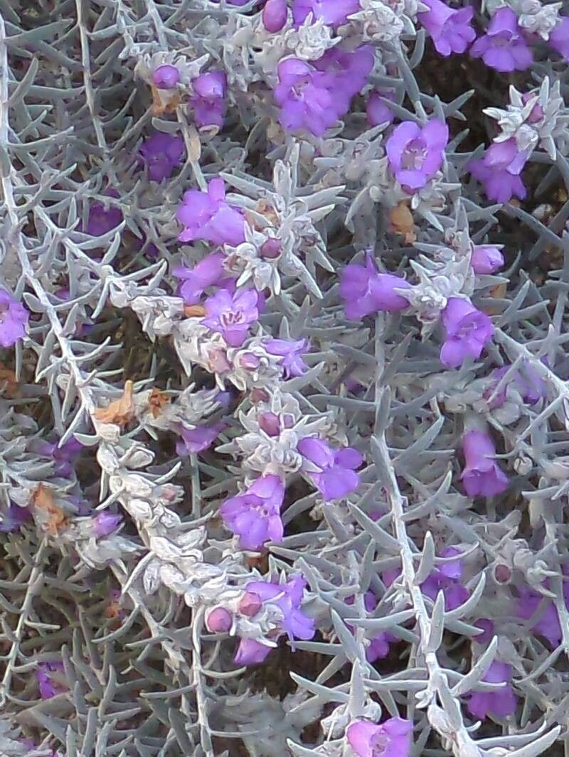 Eremophila nivea (alternate view 4)