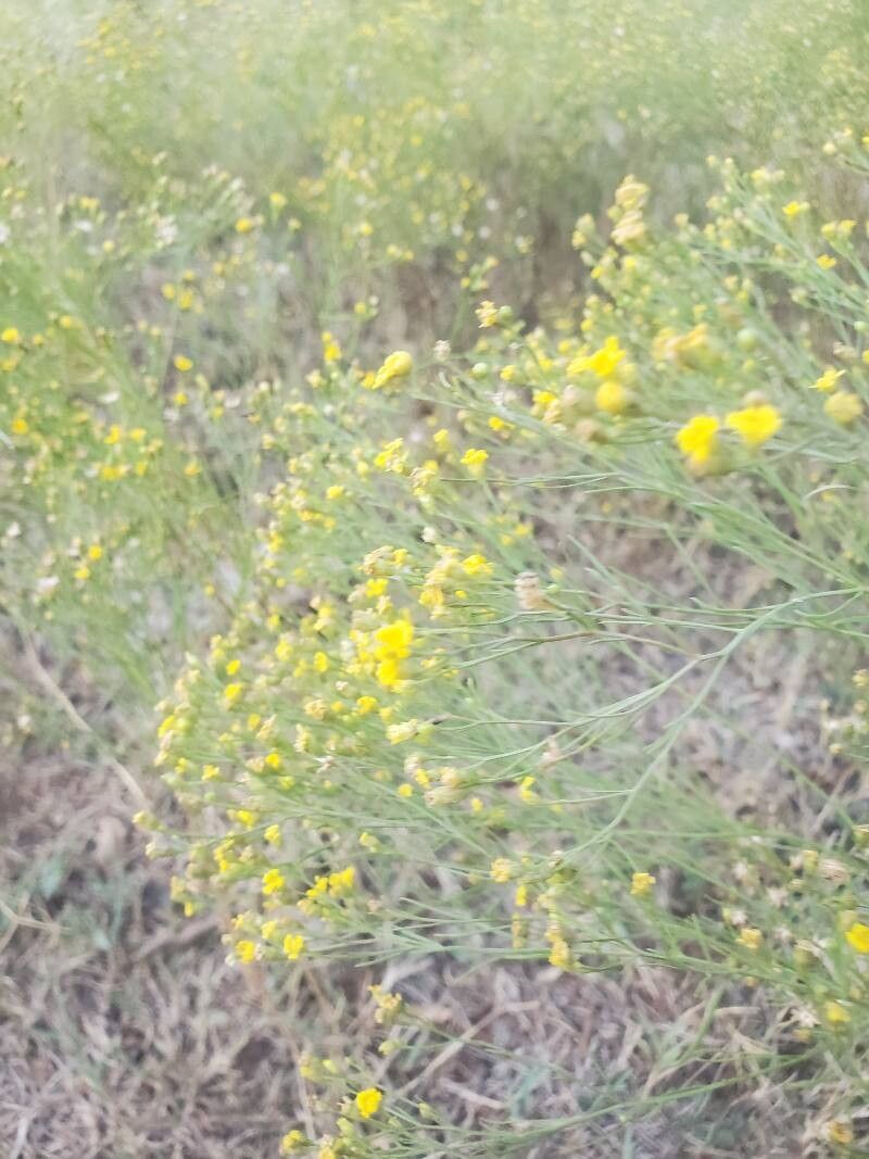 Amphiachyris dracunculoides (prairie broomweed)