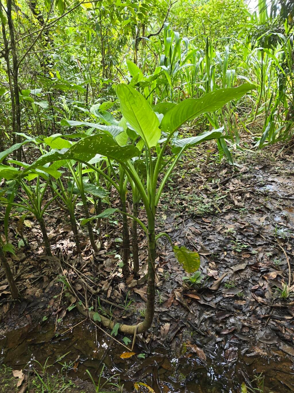 Dieffenbachia (mother-in-law's-tongues) (alternate view 3)