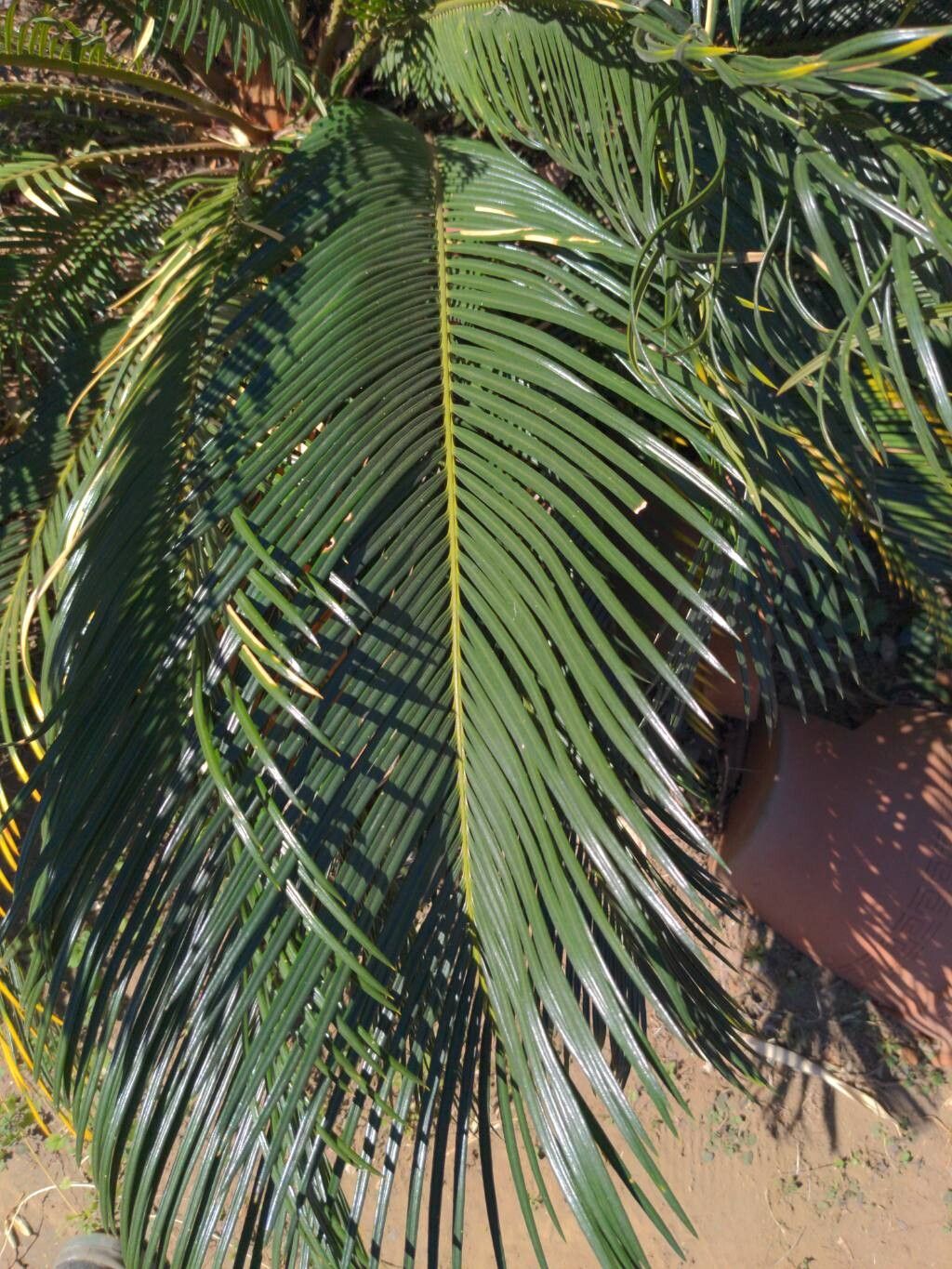 Cycas