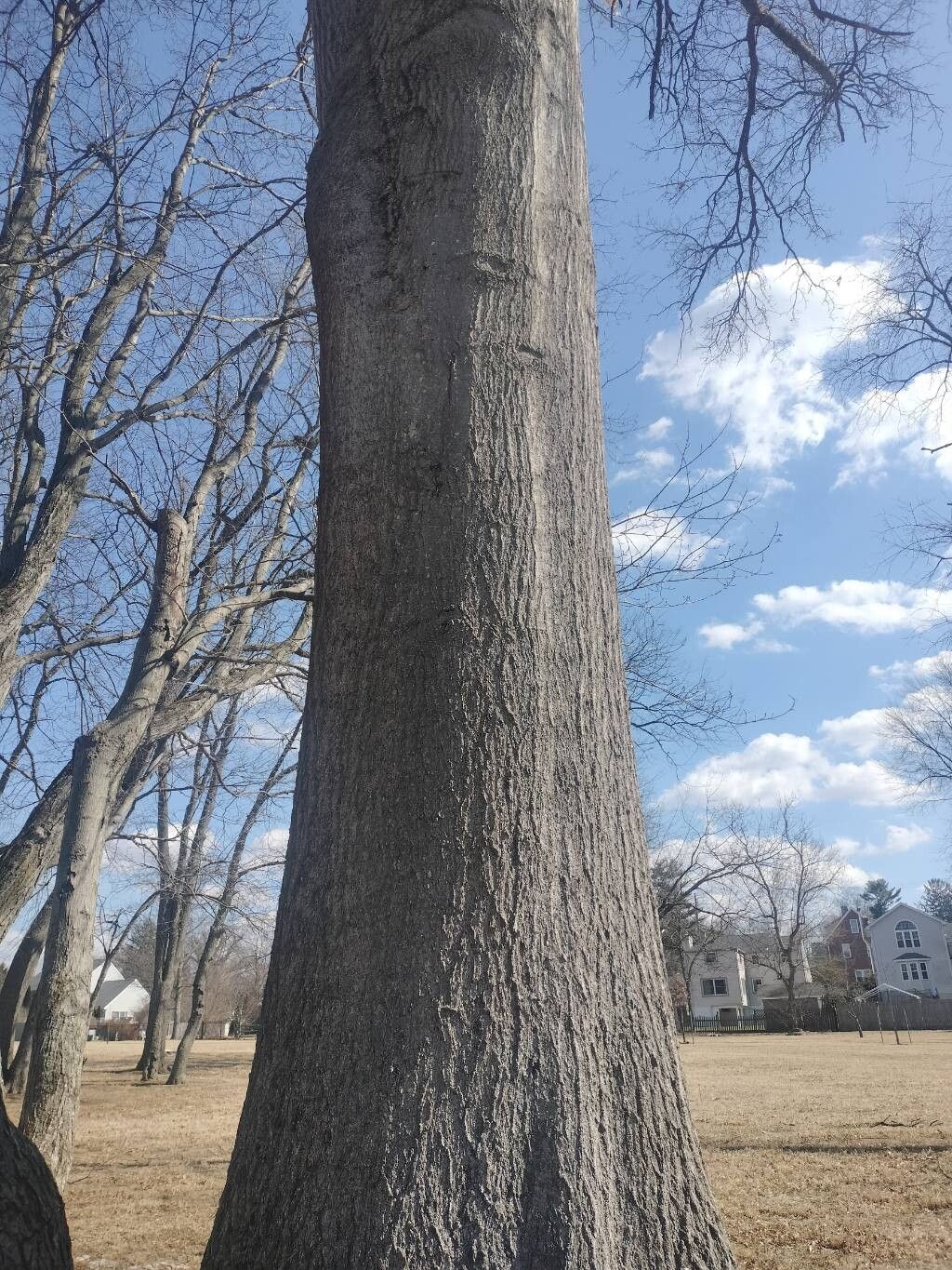 Quercus palustris (pin oak) (alternate view 9)