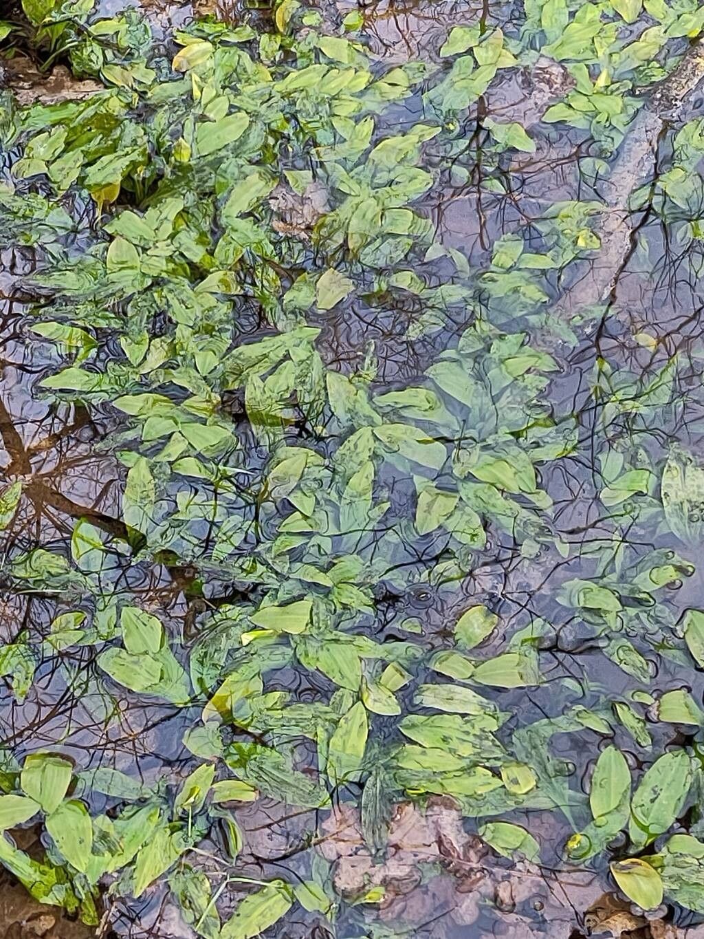 Potamogeton natans (floating-leaved pondweed) (alternate view 12)