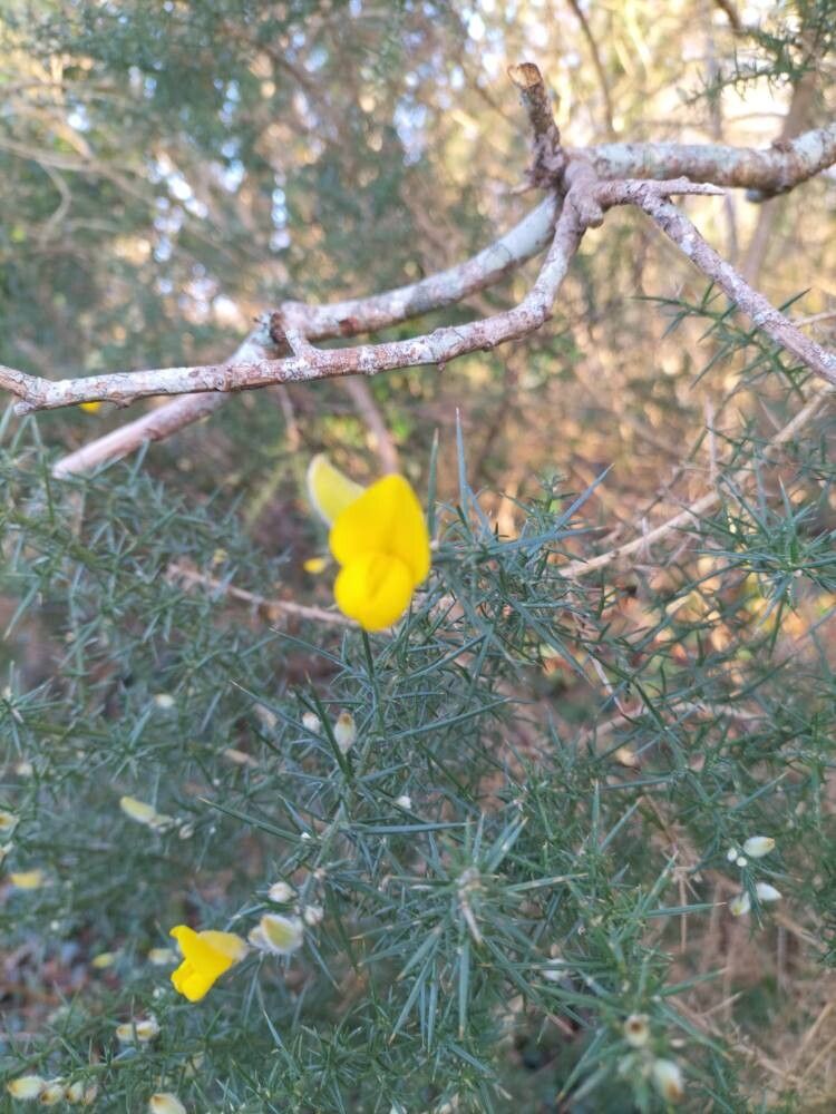 Ulex minor (Dwarf Gorse) (alternate view 11)