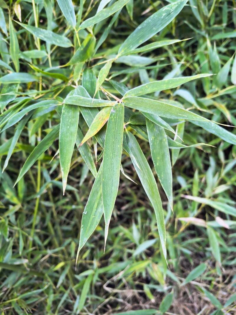 Phyllostachys aurea (golden bamboo) (alternate view 4)
