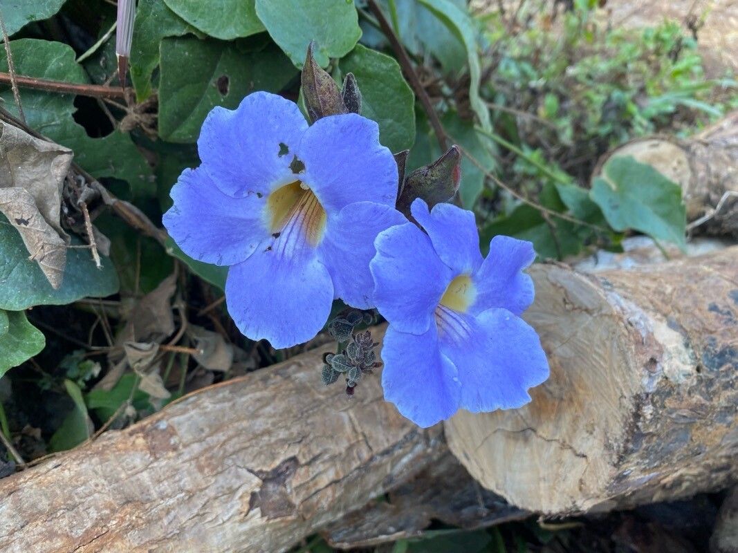 Thunbergia grandiflora (Sky Vine) (alternate view 13)