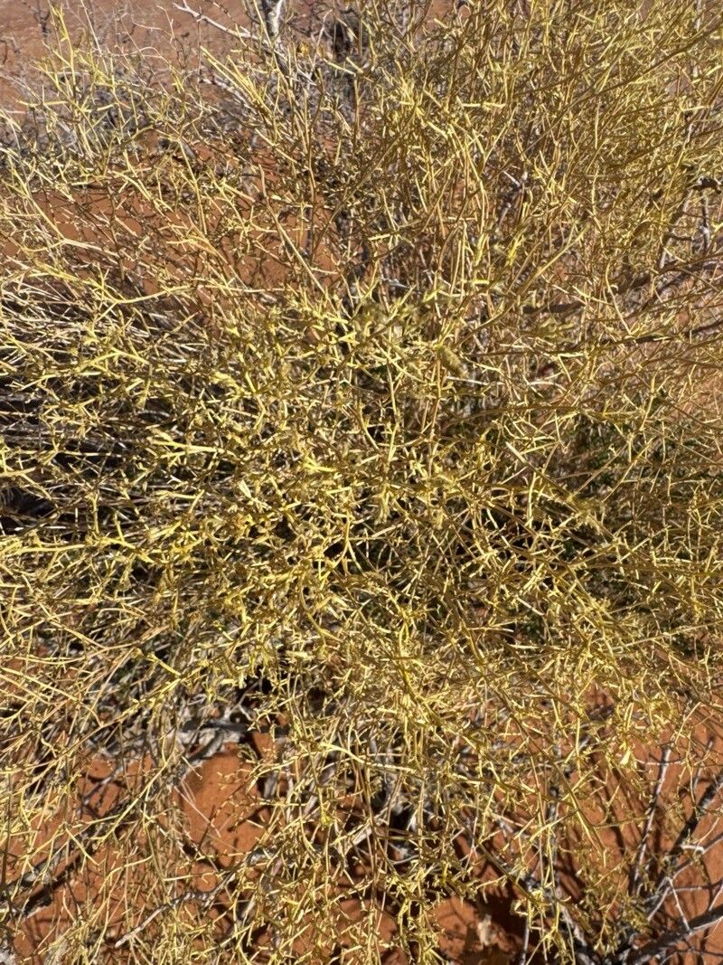 Gutierrezia sarothrae (Broom Snakeweed) (alternate view 11)