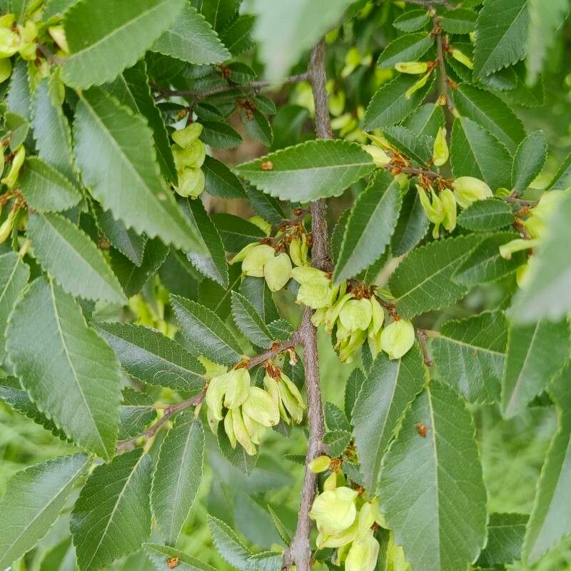 Ulmus parvifolia (Lacebark Chinese Elm Tree) (alternate view 4)