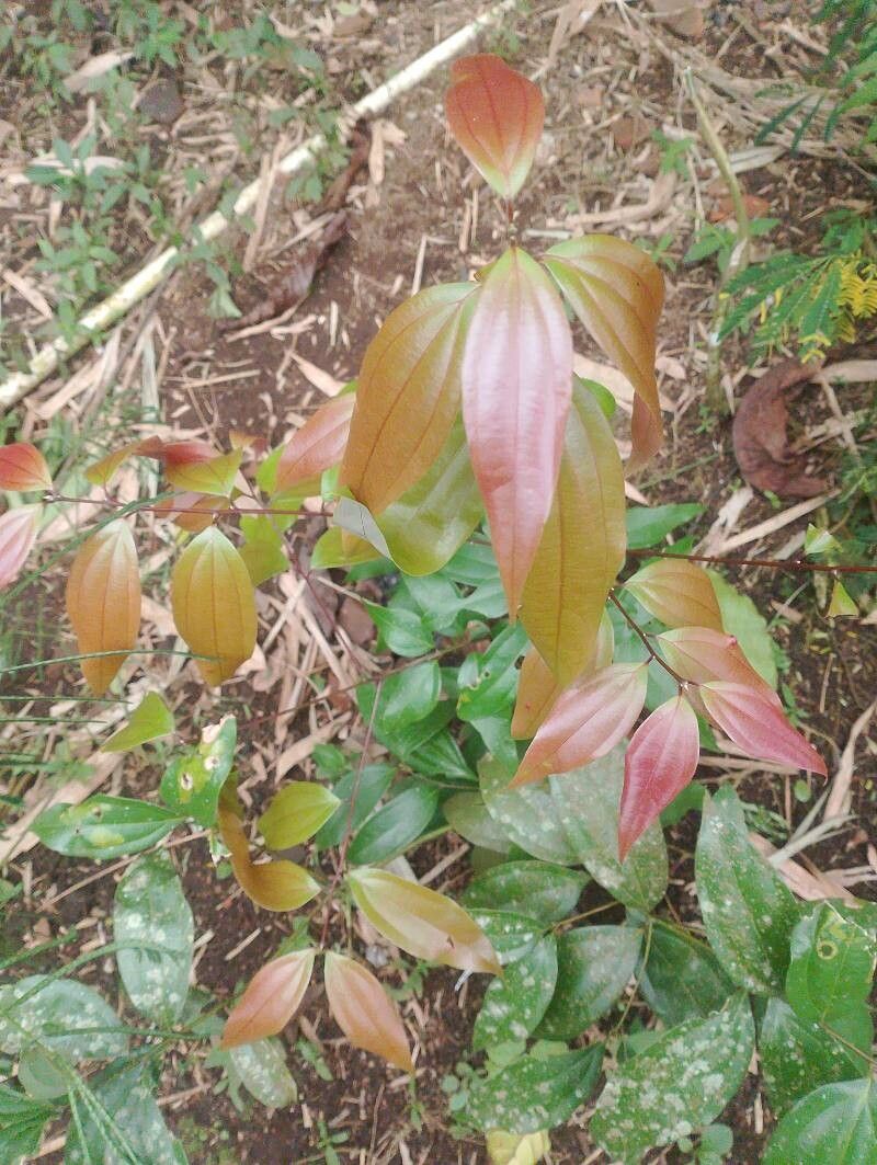 Cinnamomum verum (True Cinnamon) (alternate view 11)