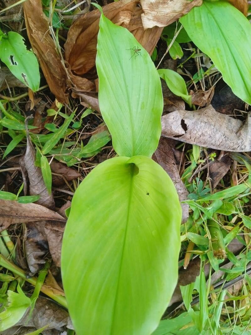 Curcuma (turmerics) (alternate view 4)