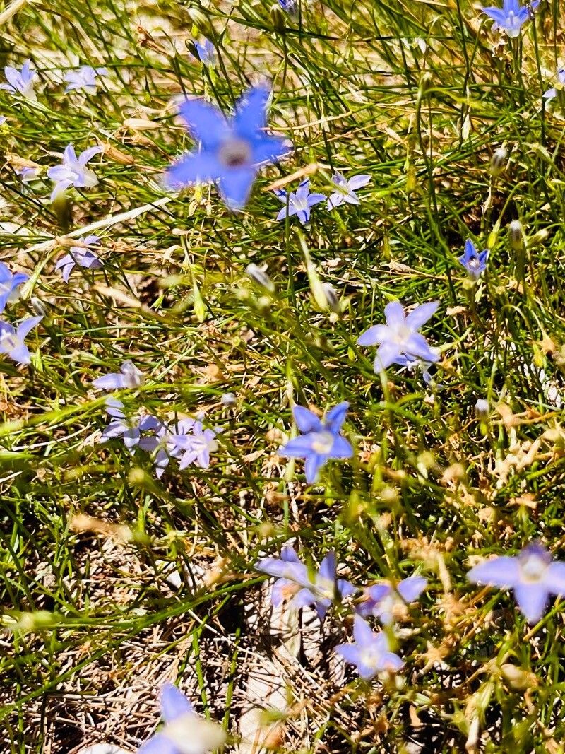 Wahlenbergia stricta (Australian bluebell) (alternate view 12)