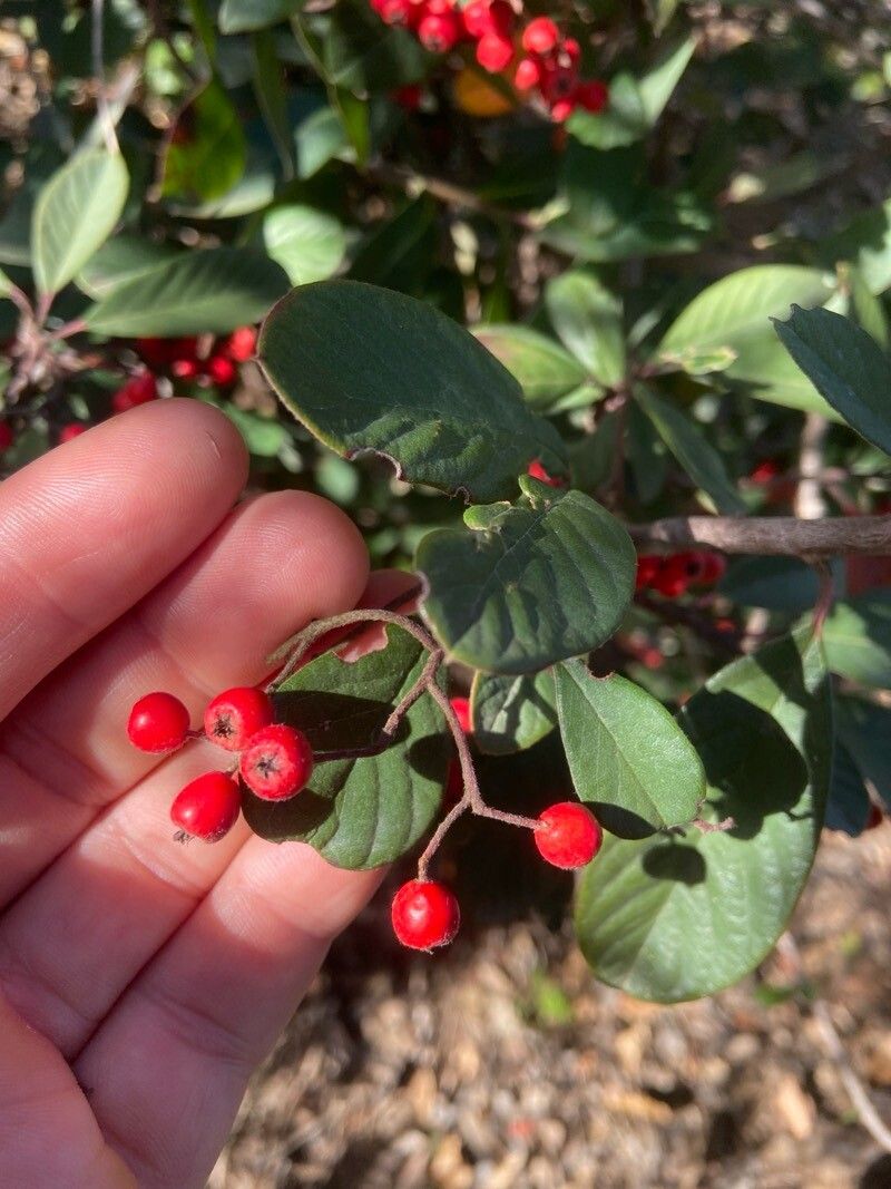 Cotoneaster coriaceus (Parney cotoneaster) (alternate view 9)