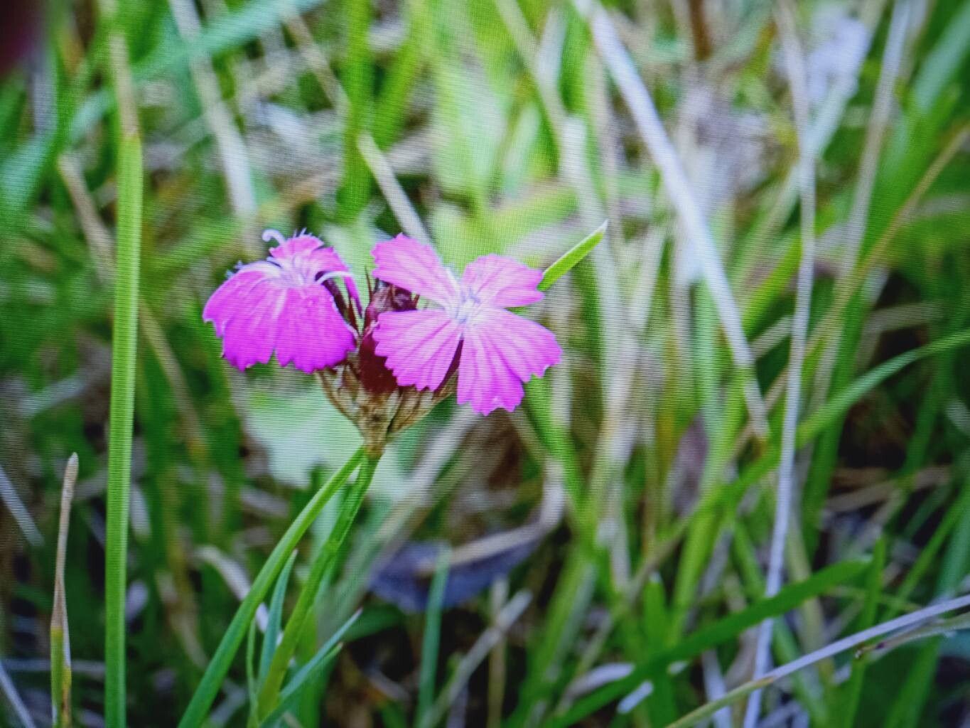 Dianthus carthusianorum (Carthusian Pink) (alternate view 13)