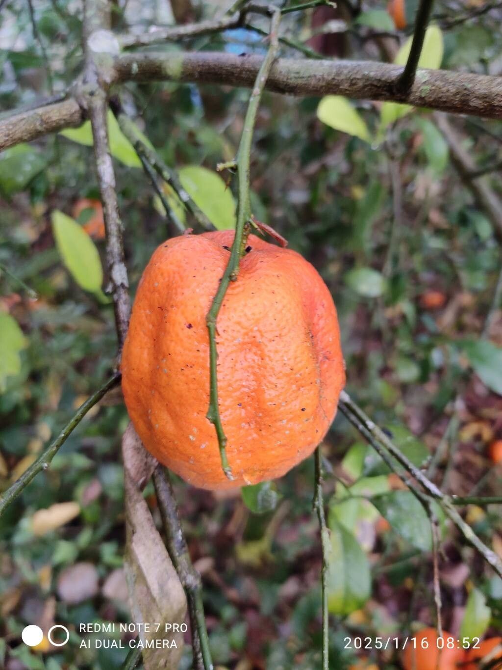 Citrus unshiu, Satsuma mandarin — spreading evergreen (Rutaceae) (image 6 of 10)