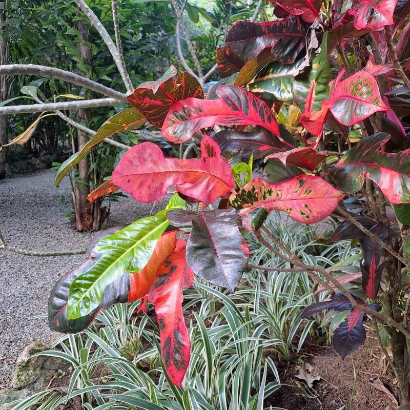 Codiaeum (alternate view 2)