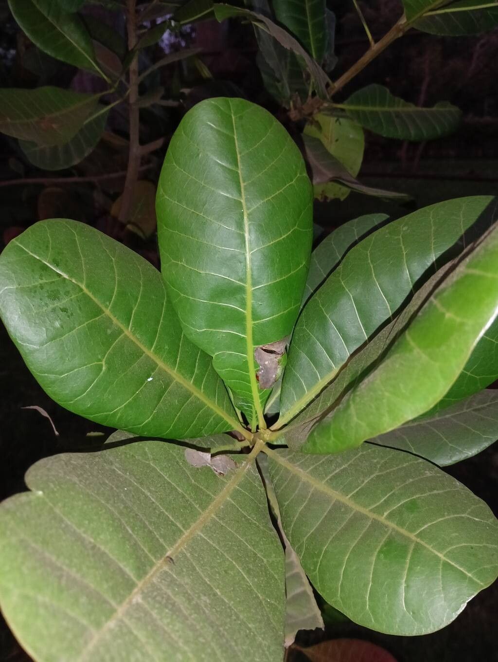 Anacardium occidentale (Cashew) (alternate view 2)
