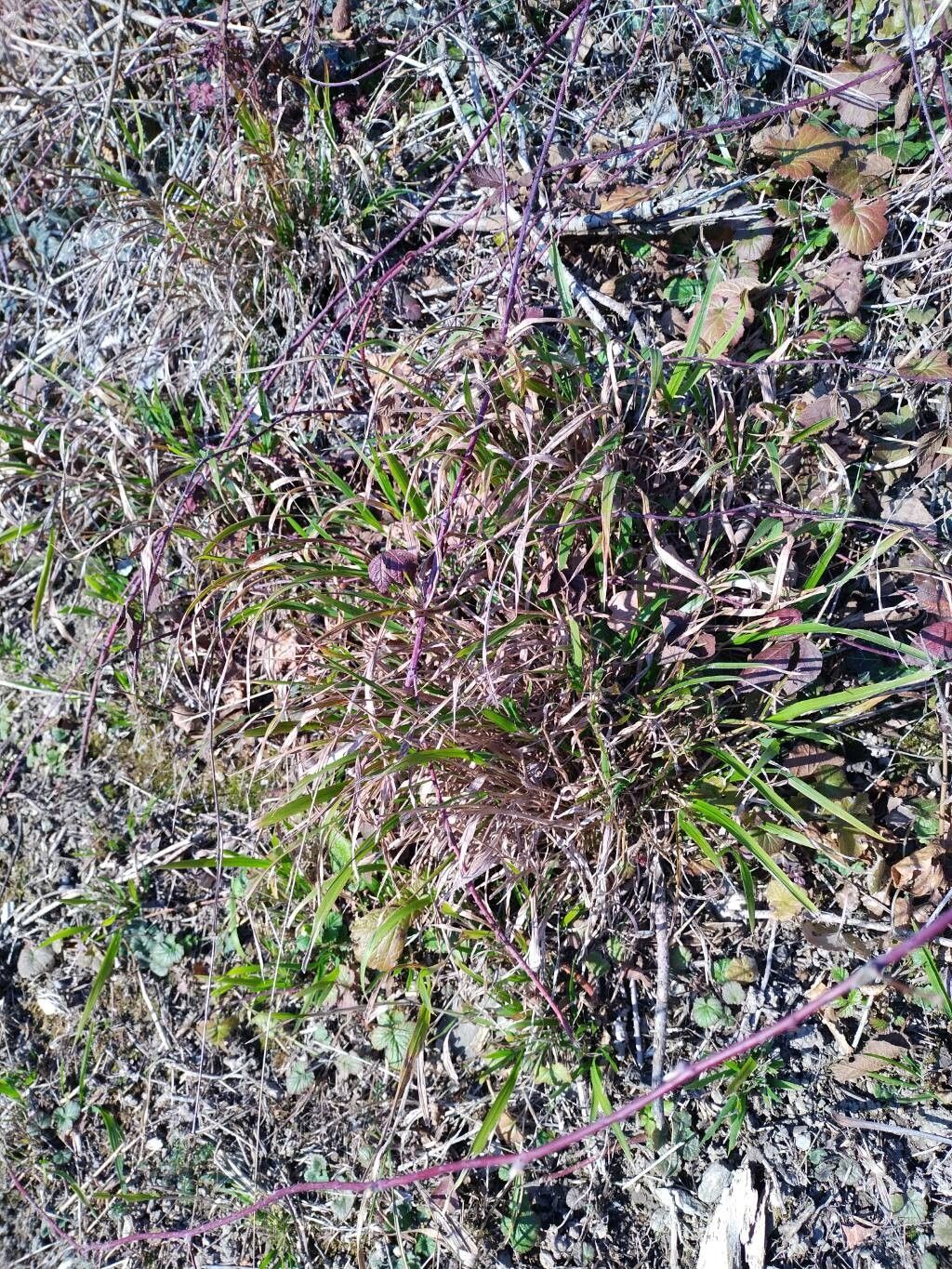 Brachypodium sylvaticum (Slender False Brome) (alternate view 10)