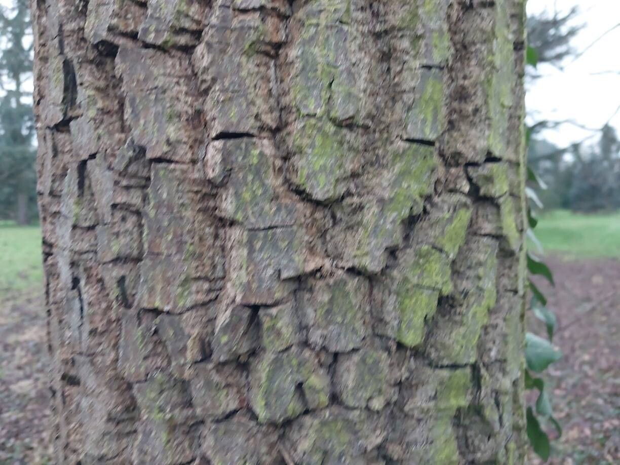 Diospyros lotus (Date Plum) (alternate view 8)