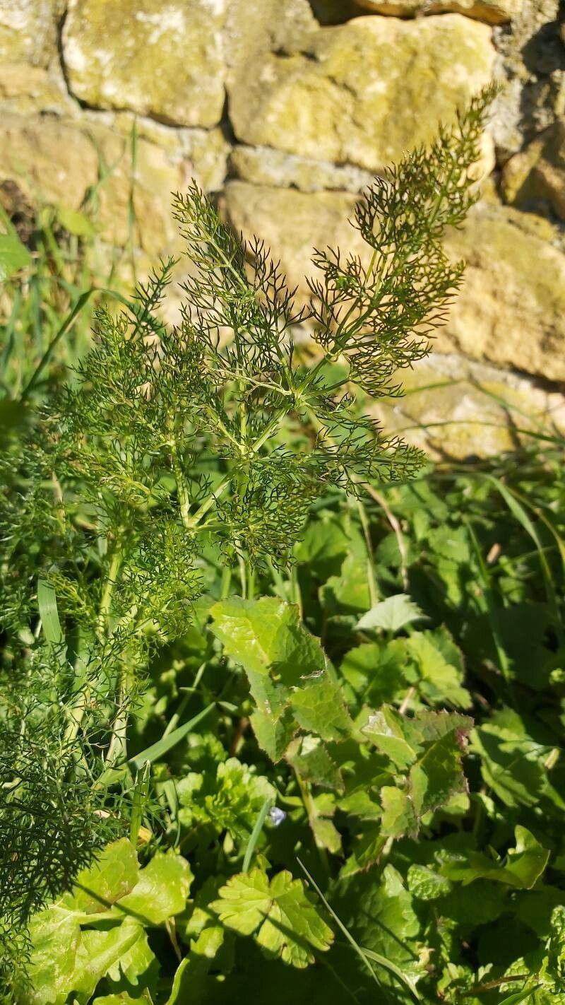 Meum athamanticum (alternate view 2)