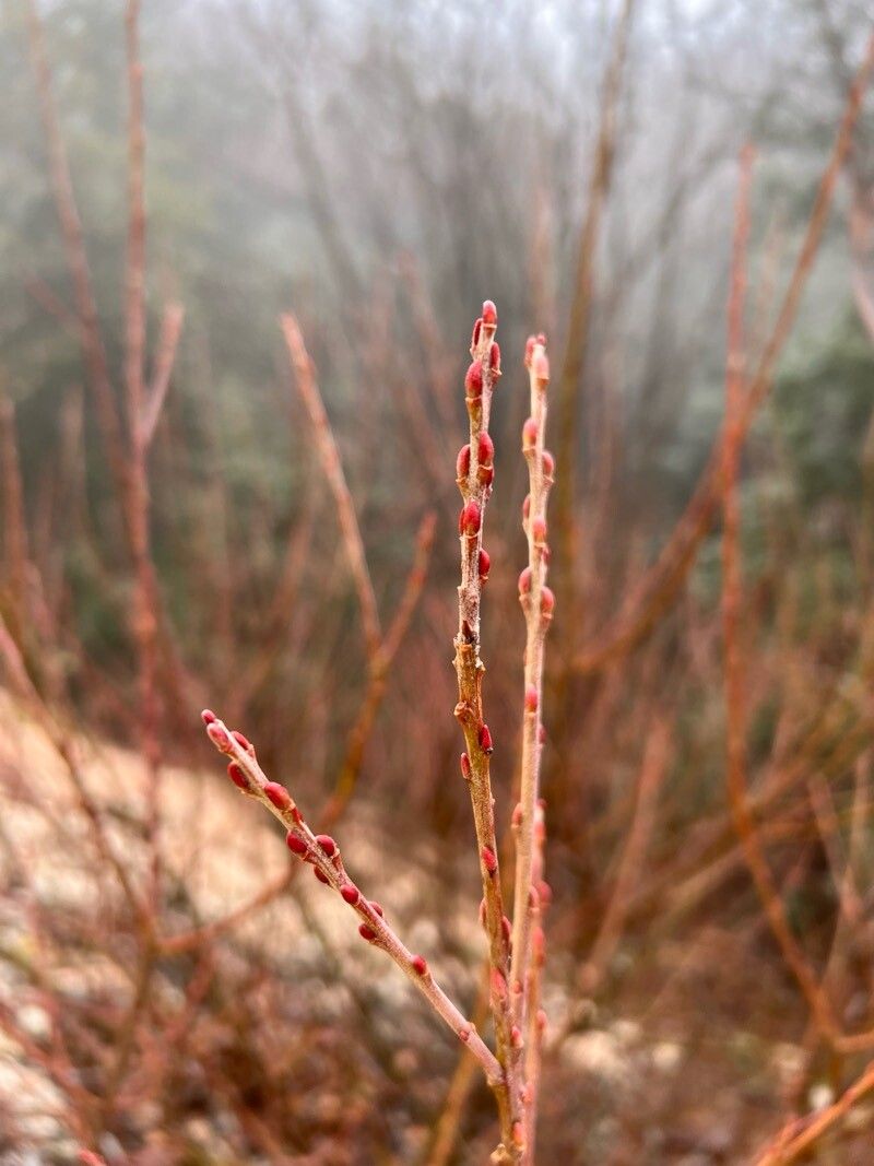 Salix purpurea (Purple Willow)