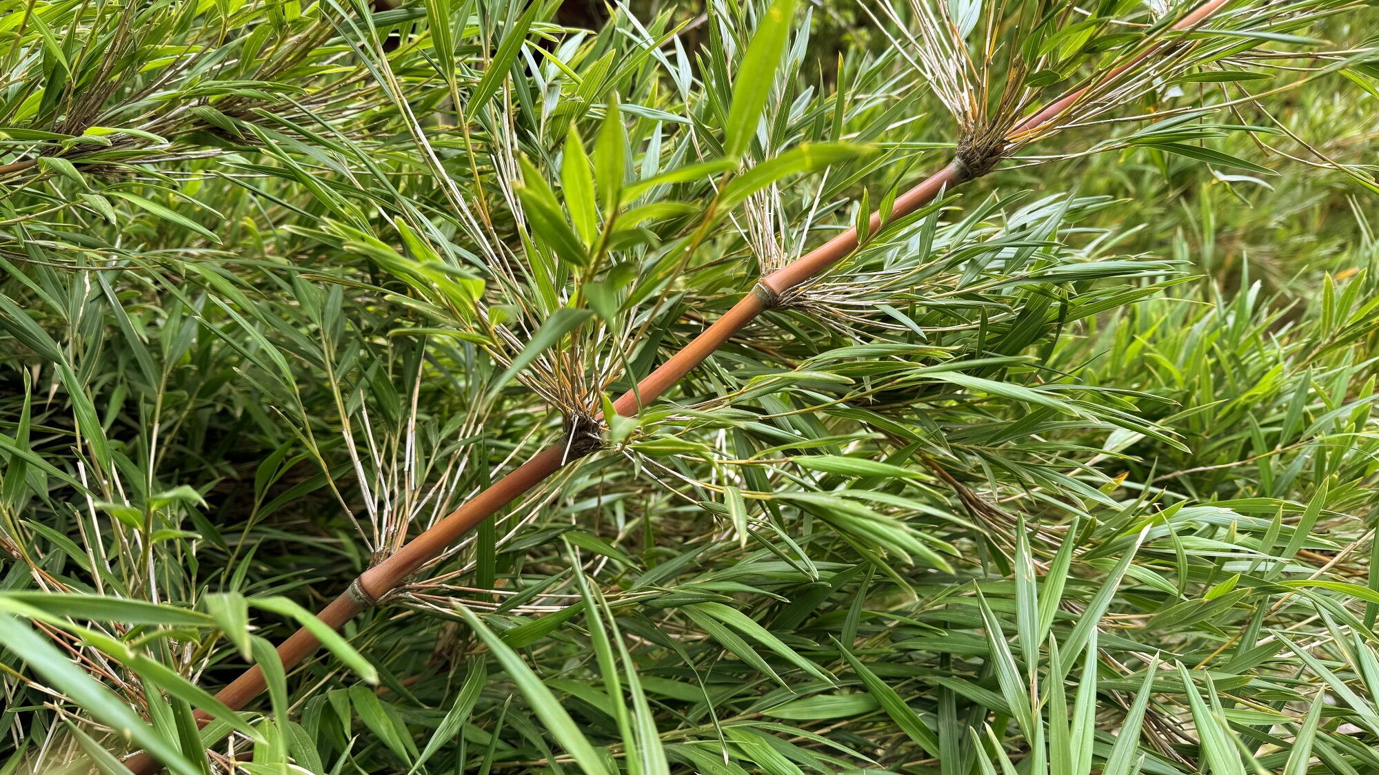 Chusquea culeou (Chilean Bamboo) (alternate view 4)