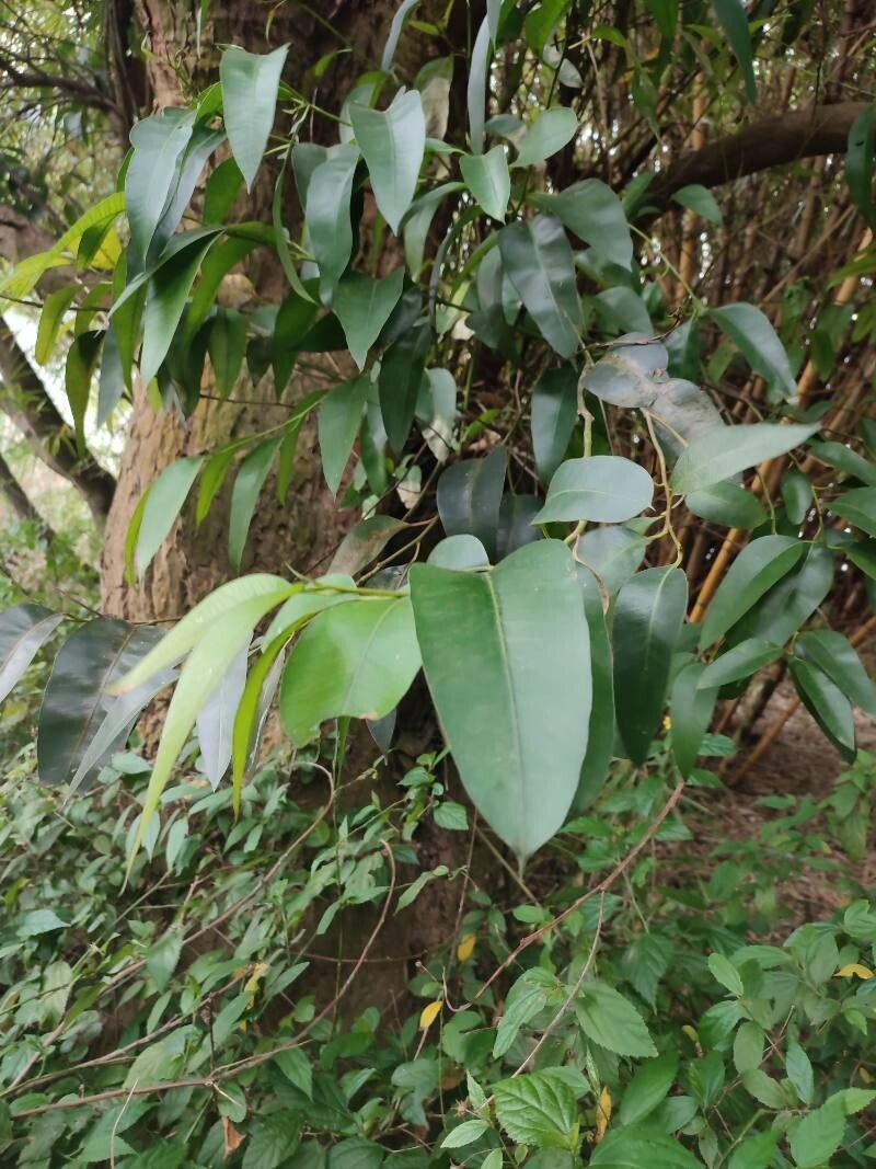 Eucalyptus robusta (Swamp Mahogany) (alternate view 11)