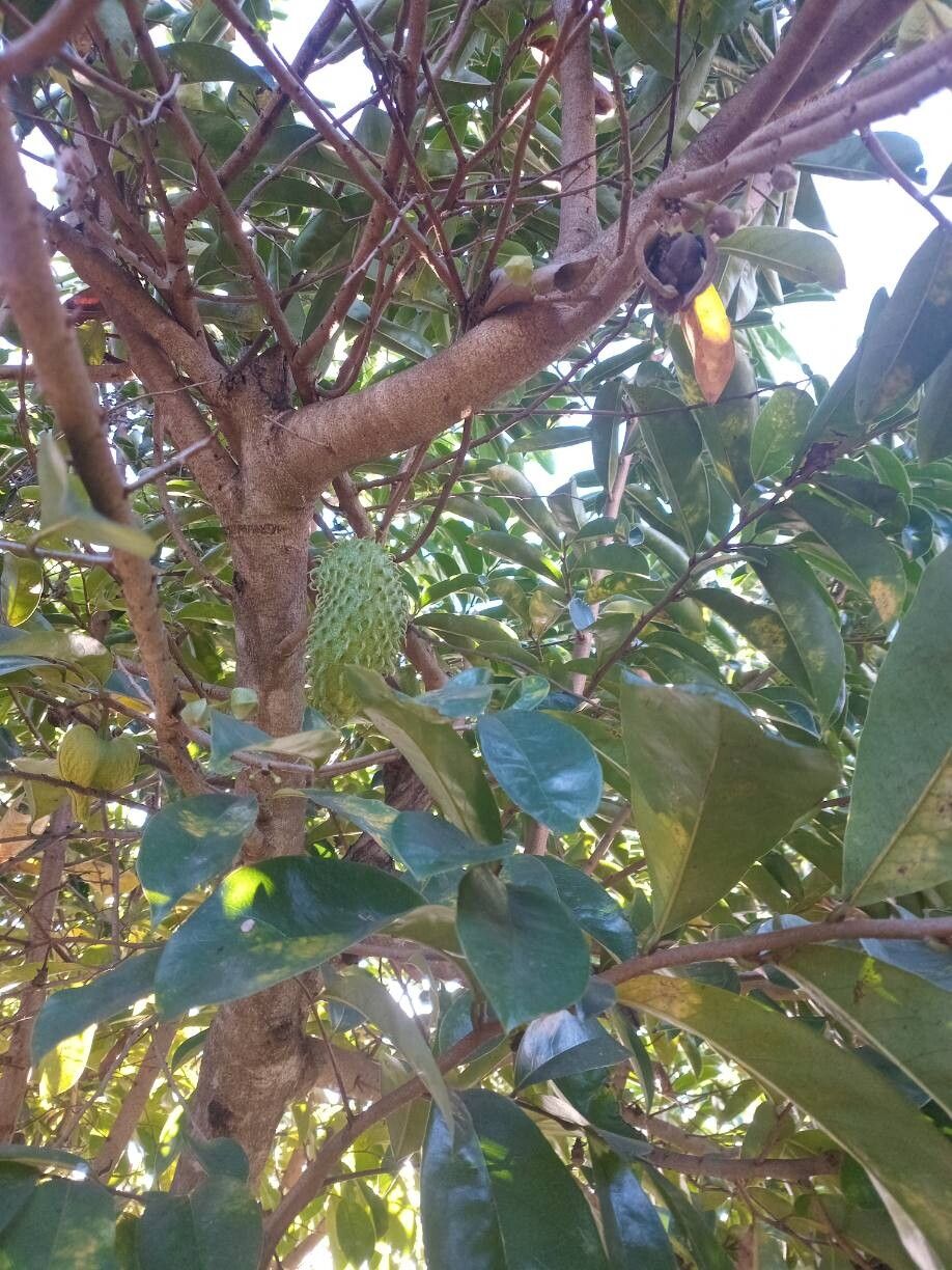 Annona muricata (Soursop) (alternate view 9)