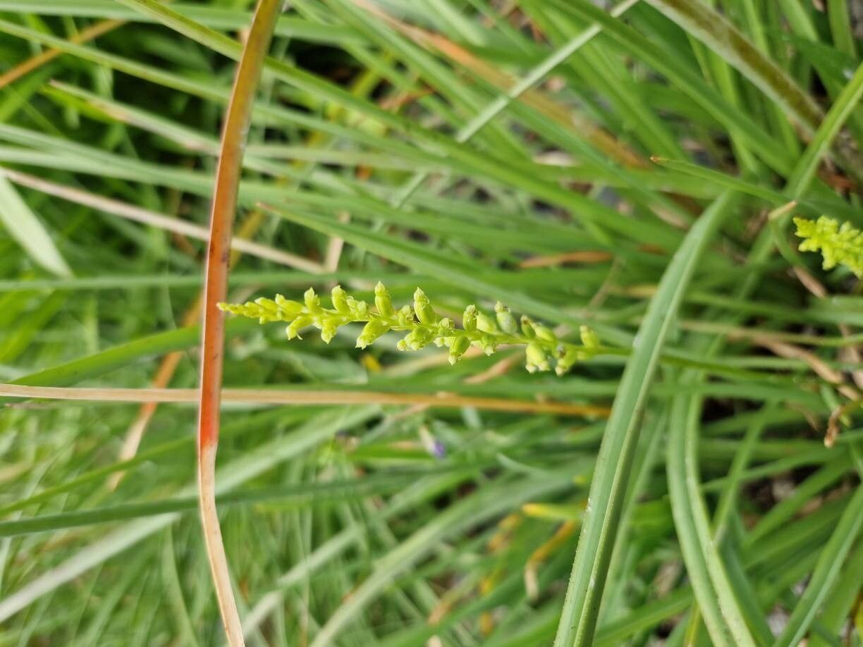 Microtis unifolia (common onion-orchid) (alternate view 11)