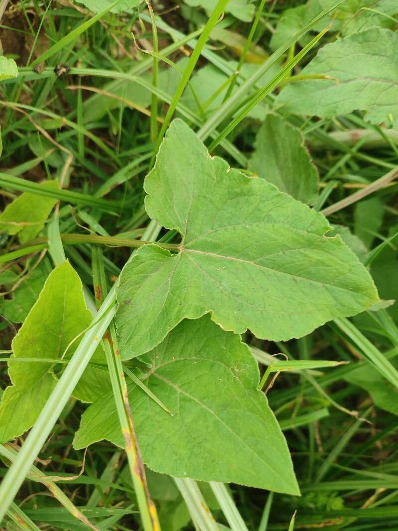 Fagopyrum esculentum (Common Buckwheat) (alternate view 9)