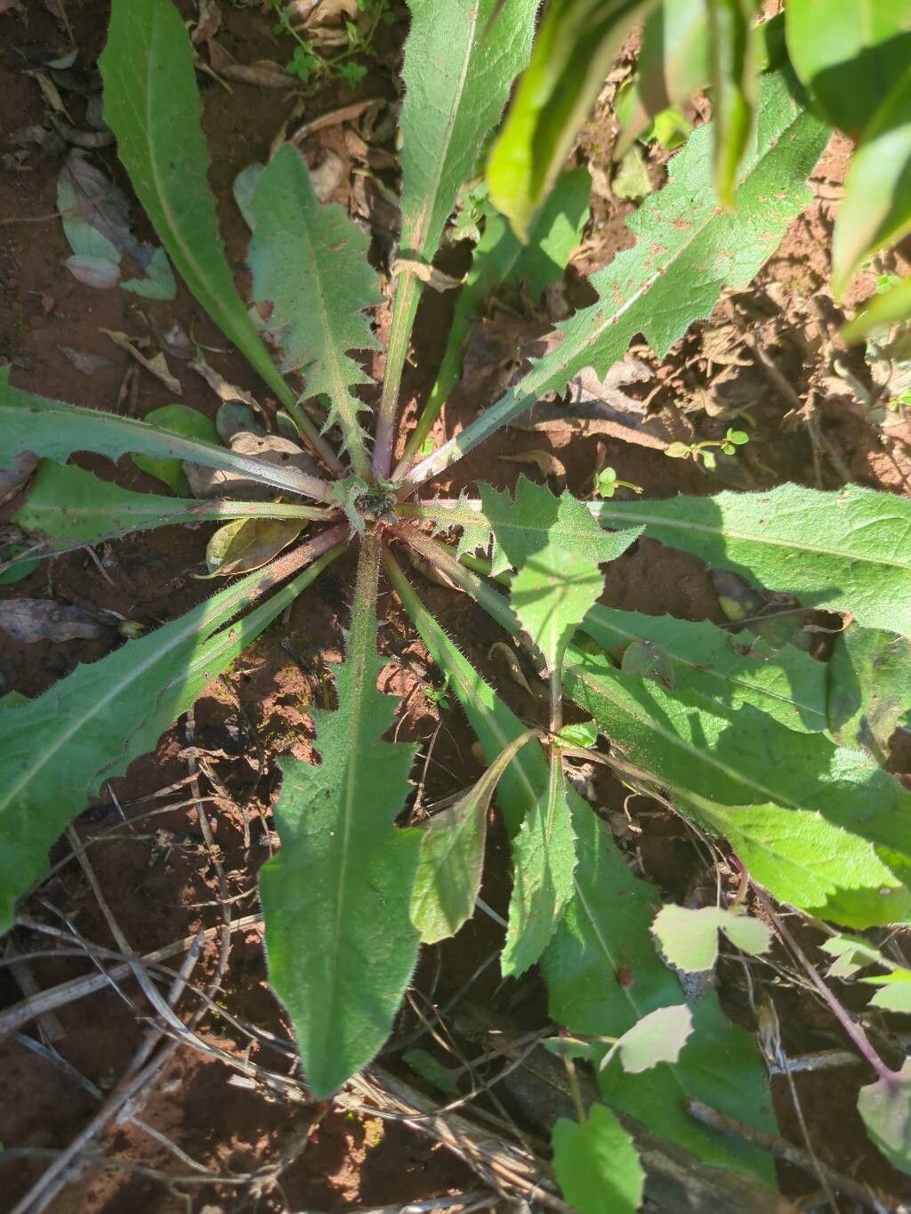 Hypochaeris glabra (Smooth Cat's Ear) (alternate view 12)