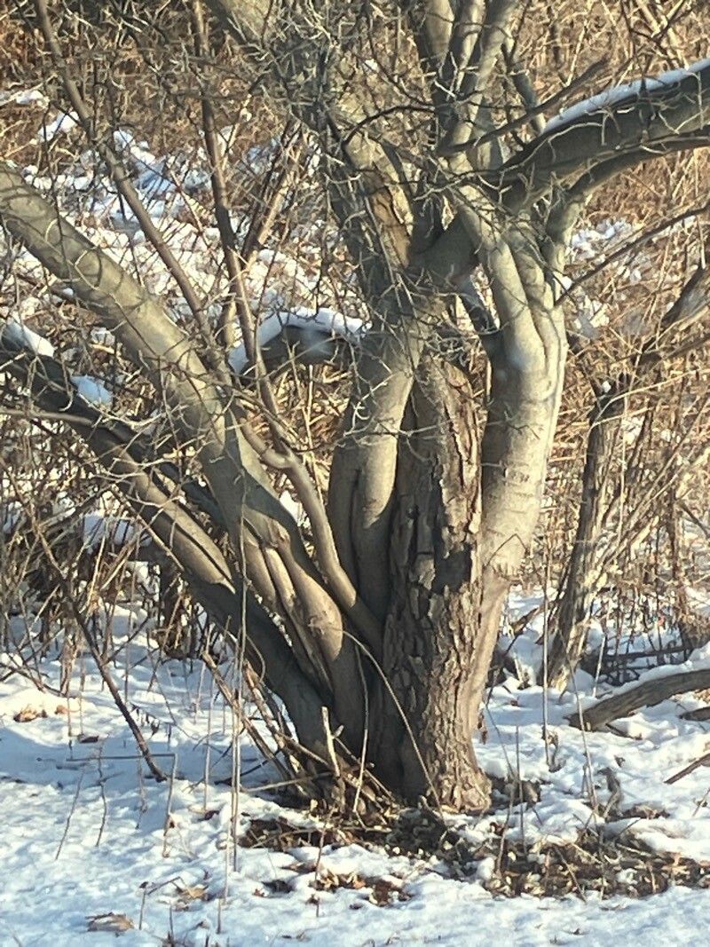 Salix atrocinerea (Rusty Willow) (alternate view 10)