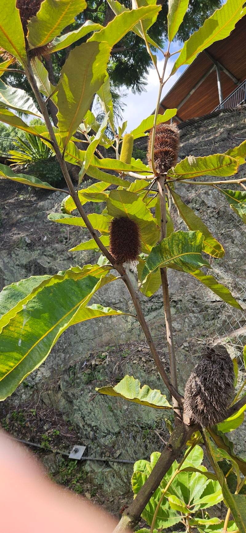 Banksia robur (Swamp Banksia) (alternate view 11)