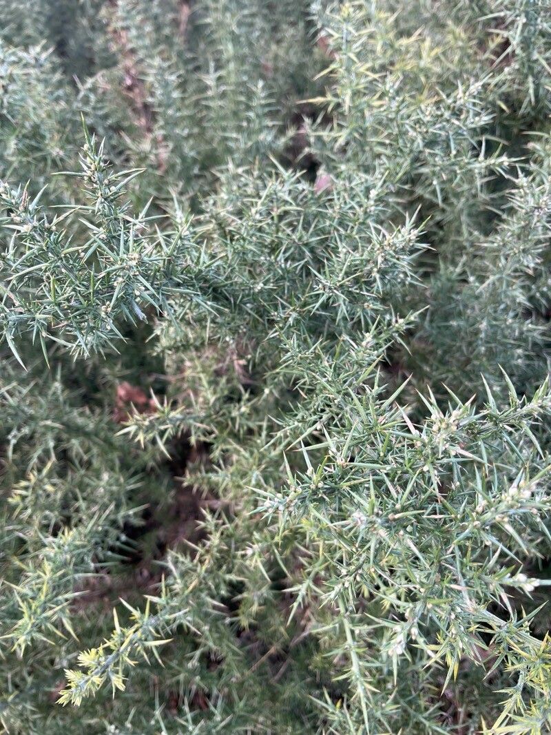 Ulex minor (Dwarf Gorse) (alternate view 12)