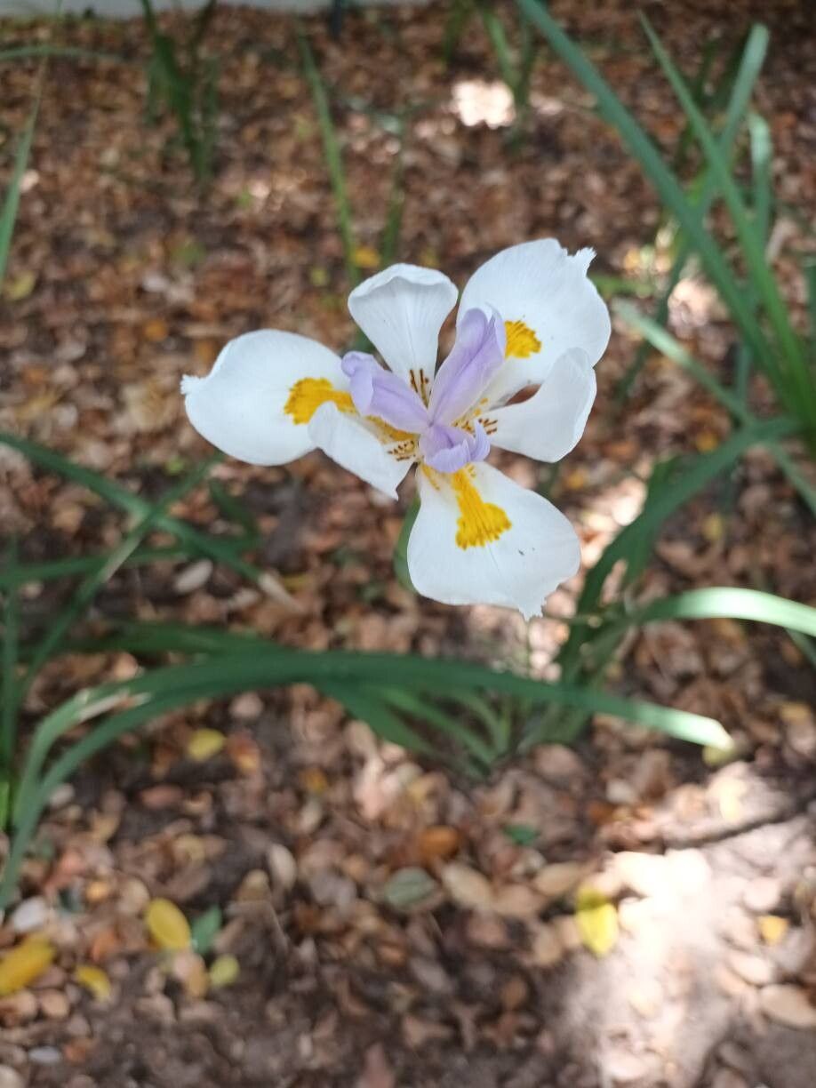 Dietes grandiflora (Large Fortnight Lily) (alternate view 11)
