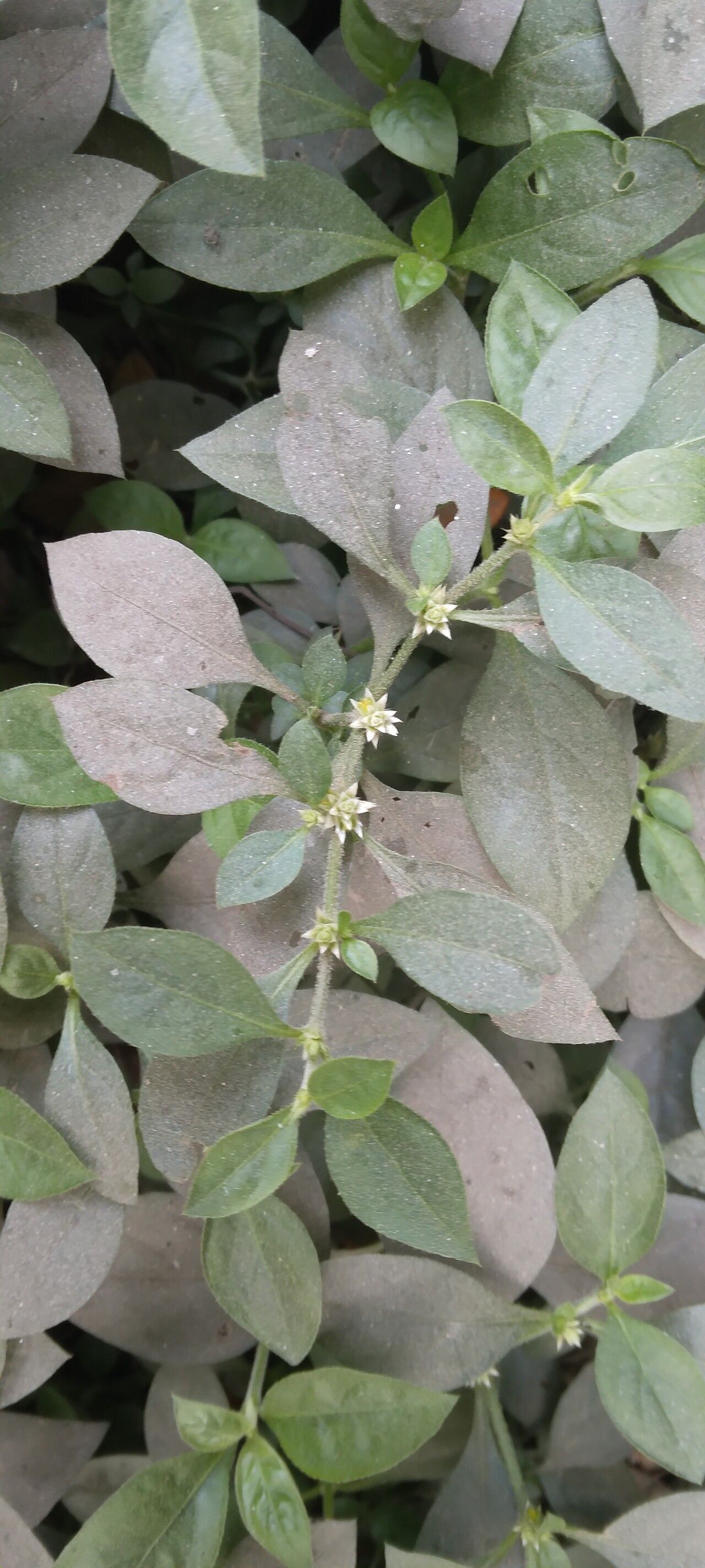 Alternanthera ficoidea (Joseph's Coat)