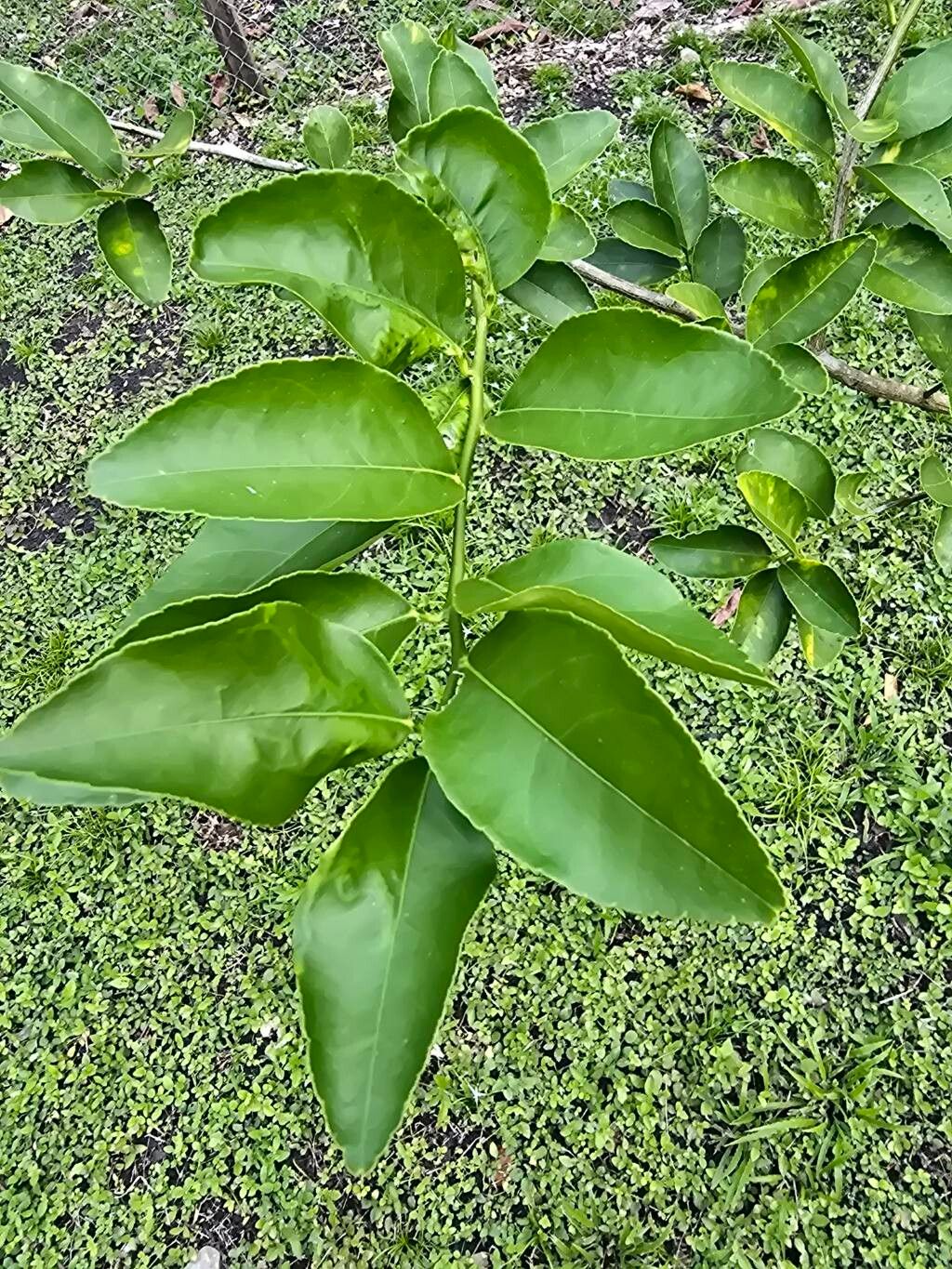 Citrus unshiu, Satsuma mandarin — spreading evergreen (Rutaceae) (image 7 of 10)