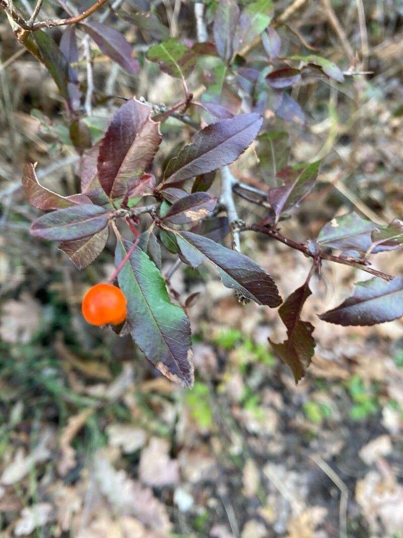 Pyracantha coccinea (Scarlet Firethorn)