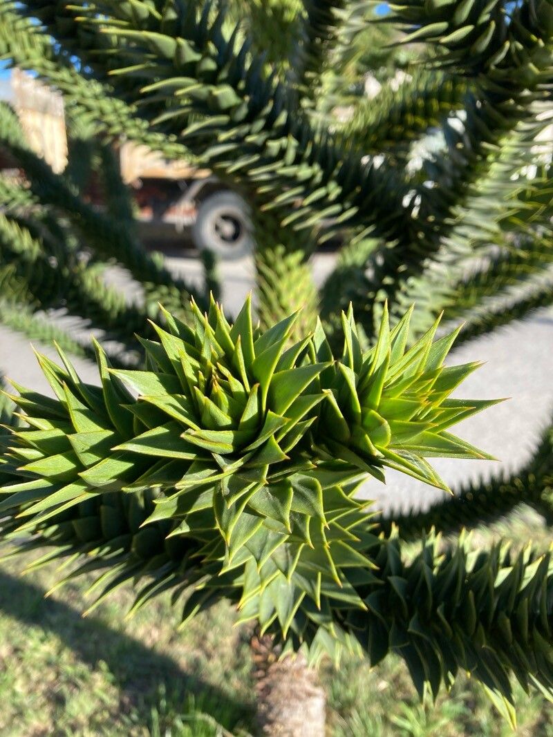 Araucaria araucana (Monkey Puzzle Tree) (alternate view 7)