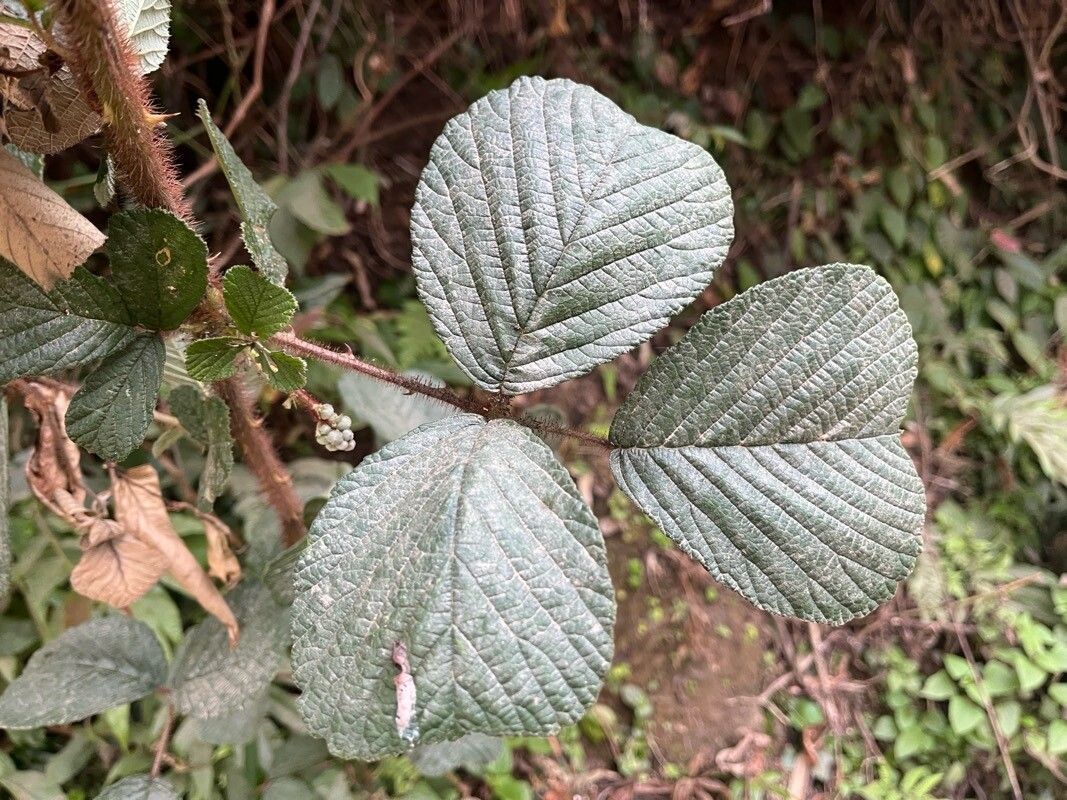 Rubus ellipticus (Golden Raspberry) (alternate view 2)