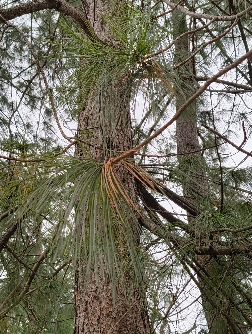 Pinus wallichiana (Himalayan Pine)