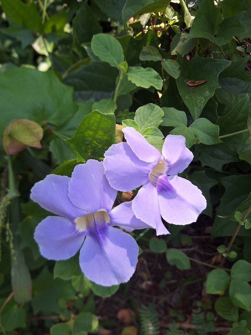 Thunbergia grandiflora (Sky Vine) (alternate view 11)