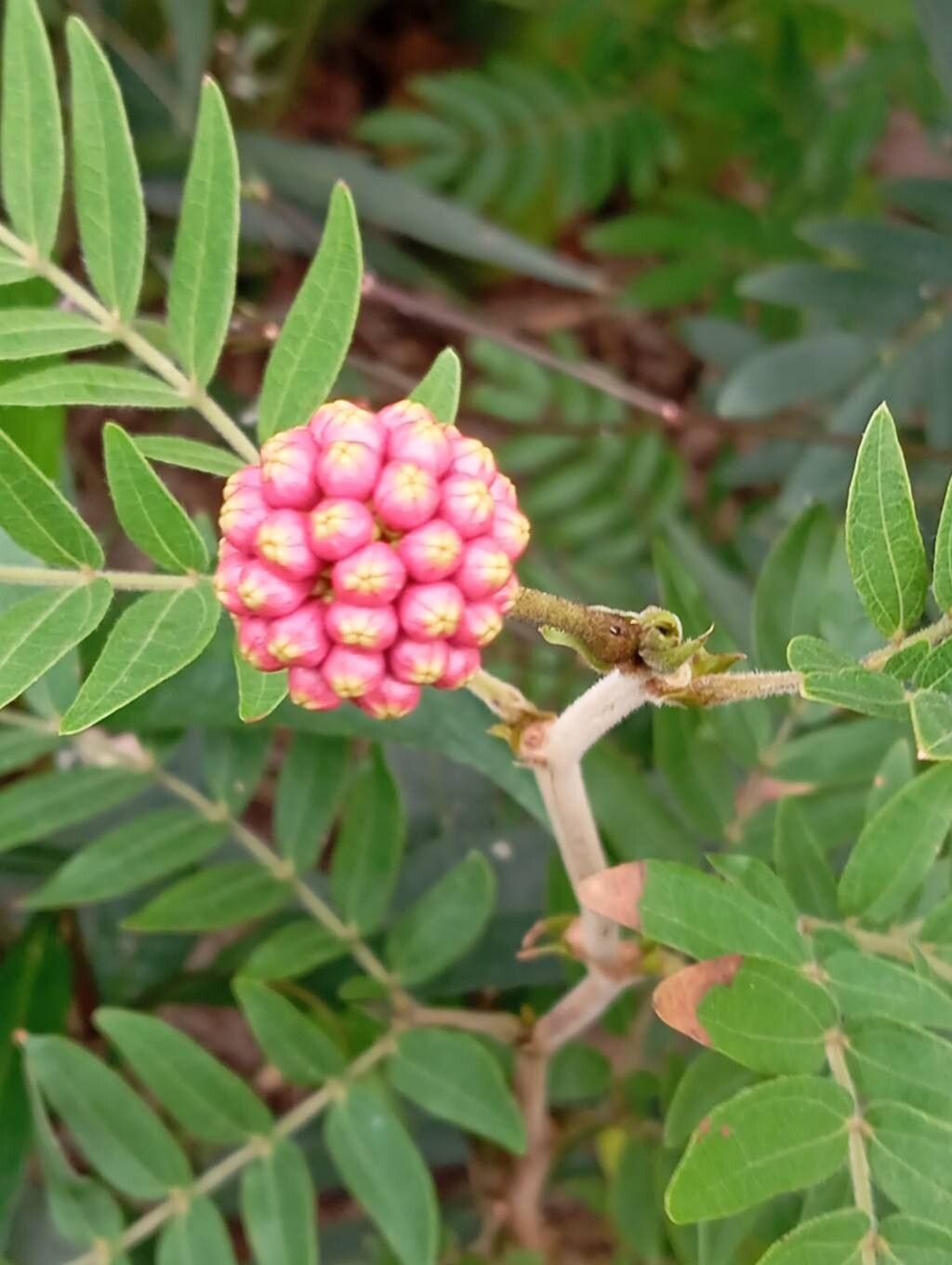 Calliandra haematocephala (Pink Powder Puff) (alternate view 12)
