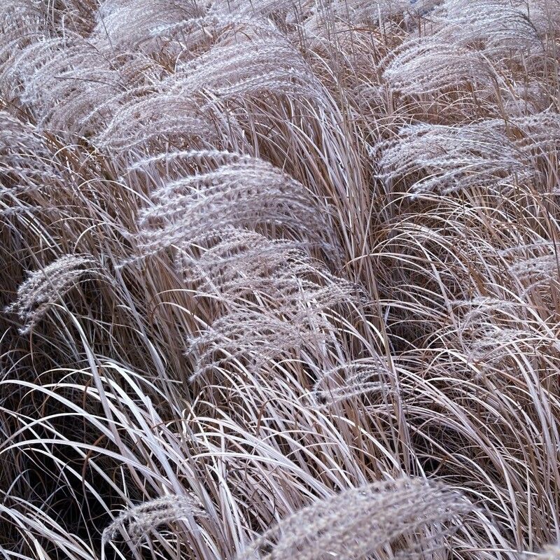 Miscanthus sinensis (Miscanthus) (alternate view 11)