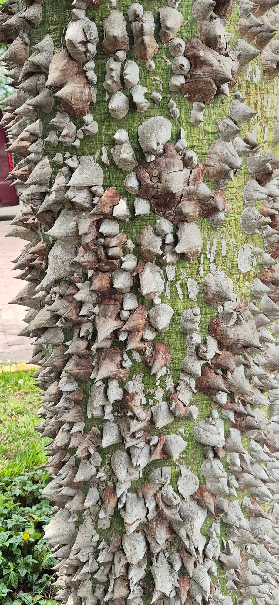 Ceiba speciosa (Pink Silk Floss Tree) (alternate view 11)